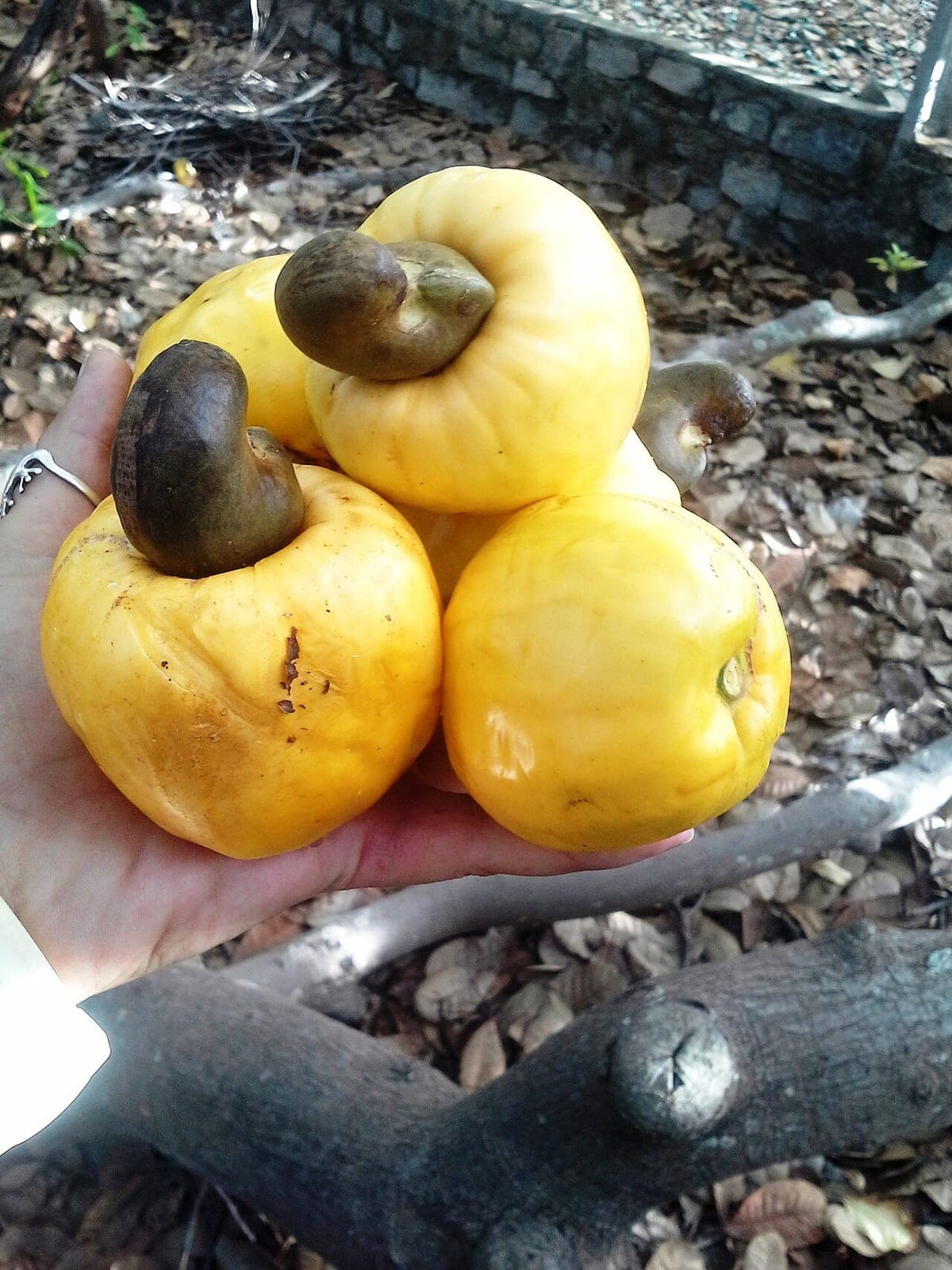 Cajus amarelos com a castanha, colhidos no Maior Cajueiro do Mundo, em Pirangi